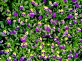 Flowers Pansies violet tri-color