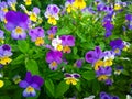 Flowers Pansies violet tri-color