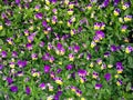 Flowers Pansies / violet tri-color /