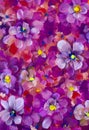 Flowers pansy, violet texture oil painting. Abstract hand-painted flowers background