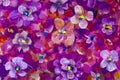 Flowers pansy, violet texture oil painting. Abstract hand-painted flowers background