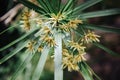 Flowers of Papyrus close up