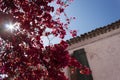 Flowers at Parga City, Parga Greece Royalty Free Stock Photo