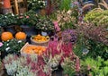 Flowers at the Paris Flower Market, Paris, France