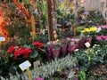 Flowers at the Paris Flower Market, Paris, France