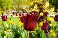 Flowers in Paris garden