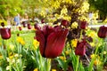 Flowers in Paris garden