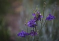 Flowers in the park