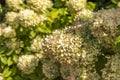 Flowers in the park of chateau Amboise, Loire valley, France.