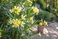 Flowers in the park of chateau Villandry, Loire valley, France. Royalty Free Stock Photo