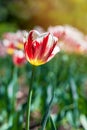 Flowers in the park on a sunny day. Garden with beautiful tulips in spring. Natural background. Royalty Free Stock Photo