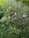 Flowers in parks Thailand Royalty Free Stock Photo