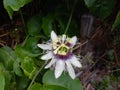 the flowers of the passion fruit are very beautiful