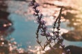 Flowers with pastel pink and blue wather bokeh background