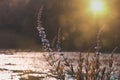 Flowers with pastel pink and blue wather bokeh background