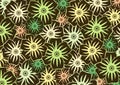 Flowers pattern on the black background Royalty Free Stock Photo