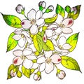 Flowers pattern. White background. Spring. Summer. Season. Design. Illustration. Colourful. Print.