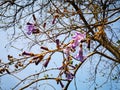 Flowers of Paulownia on the branches of the tree