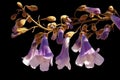 Flowers of Paulownia tomentosa tree. Isolated on black