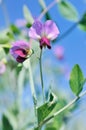 Flowers of pea blooming in a field Royalty Free Stock Photo