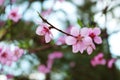 Flowers Peach blossoms with trees in the background