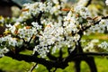 The flowers of the pear tree are white