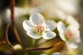 The flowers of the pear tree are white