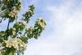 The flowers of the pear tree in the garden against the blue sky. Spring background Royalty Free Stock Photo