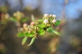 The flowers of the pear tree in the garden. Trees are budding. Spring background Royalty Free Stock Photo