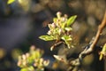 The flowers of the pear tree in the garden. Trees are budding. Spring background Royalty Free Stock Photo