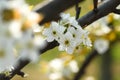 The flowers of the pear tree are white