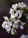 flowers of pear