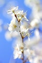 Flowers Pears