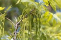 Flowers of a pecan, Carya illinoinensis Royalty Free Stock Photo