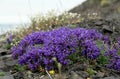 Flowers Pedicularis in the tundra. Royalty Free Stock Photo