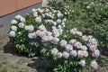 Flowers peony