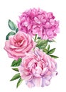 Flowers peony, rose, hydrangea and leaves, watercolor botanical illustration, Floral design. Royalty Free Stock Photo