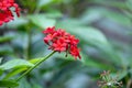 Peregrina tree, Jatropha integerrima