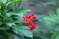 Peregrina tree, Jatropha integerrima