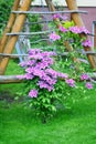 Flowers of perennial clematis vines in the garden. Beautiful clematis flowers near the house. Clematis climbs into the garden Royalty Free Stock Photo