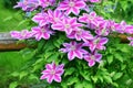 Flowers of perennial clematis vines in the garden. Beautiful clematis flowers near the house. Clematis climbs into the garden Royalty Free Stock Photo