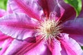 Flowers of perennial clematis vines in the garden. Beautiful clematis flowers near the house. Royalty Free Stock Photo