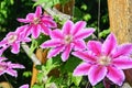 Flowers of perennial clematis vines in the garden. Beautiful clematis flowers near the house. Royalty Free Stock Photo