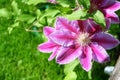 Flowers of perennial clematis vines in the garden. Beautiful clematis flowers near the house. Royalty Free Stock Photo