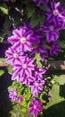 Flowers of perennial clematis vines in the garden. Beautiful clematis flowers near the house. Garden clematis Royalty Free Stock Photo