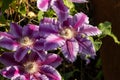 Flowers of perennial clematis vines in the garden. Beautiful clematis flowers near the house. Garden clematis Royalty Free Stock Photo