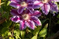 Flowers of perennial clematis vines in the garden. Beautiful clematis flowers near the house. Garden clematis Royalty Free Stock Photo