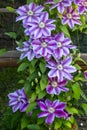 Flowers of perennial clematis vines in the garden. Beautiful clematis flowers near the house. Garden clematis Royalty Free Stock Photo