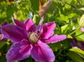 Flowers of perennial clematis vines in the garden. Beautiful clematis flowers near the house. Clematis climbs into the garden near Royalty Free Stock Photo