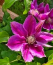 Flowers of perennial clematis vines in the garden. Beautiful clematis flowers near the house. Clematis climbs into the garden near Royalty Free Stock Photo